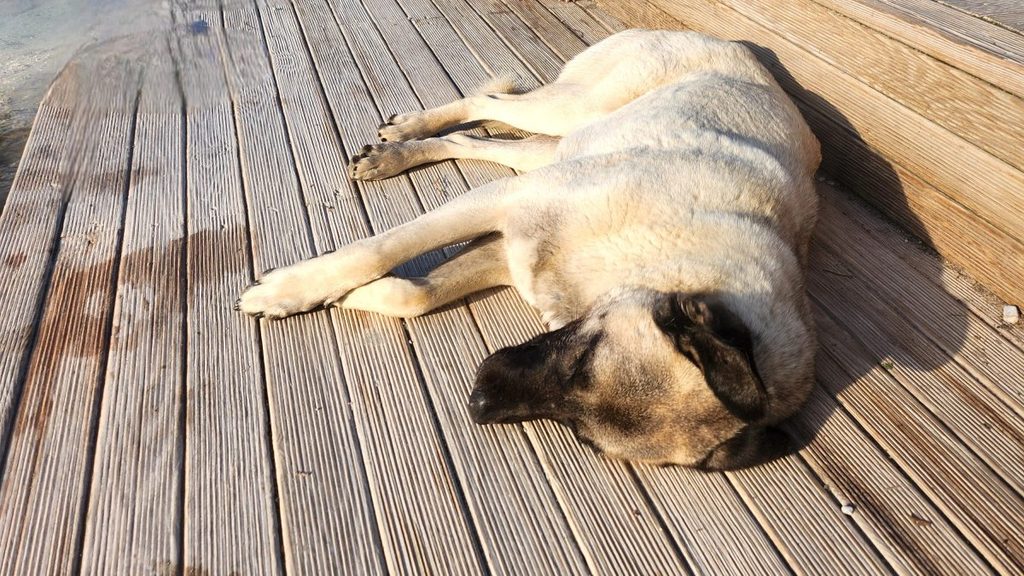 Friendly stray dogs with colorful ear tags lounging comfortably on the warm stones of Pamukkale