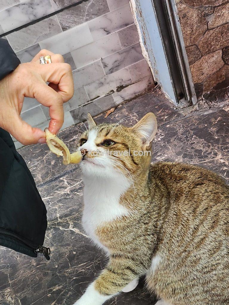 스스럼없이 다가와 음식을 받아먹던 아기 길고양이. 너무 귀여웠습니다. ^^
